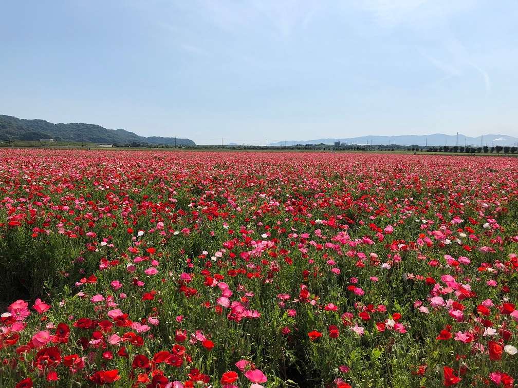 岡山｜笠岡市｜笠岡ベイファーム｜ポピー畑